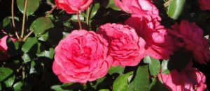 Röschenz Pfarrblatt Nr. 15/2025 (12.07.-25.07.2025)